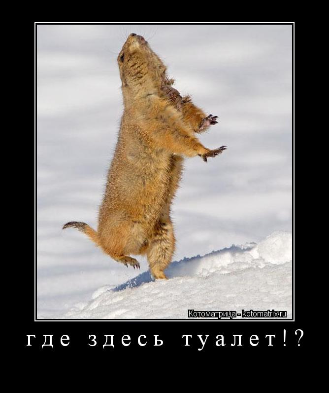 Котоматрица: где здесь туалет!? 