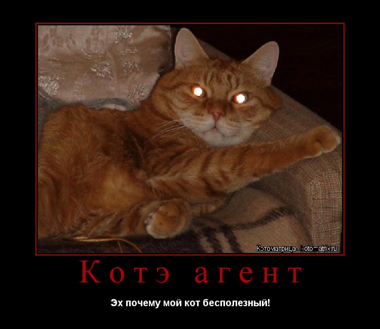 Котэ агент Эх почему мой кот бесполезный!... Котоматрица: Котэ агент Эх почему мой кот бесполезный!