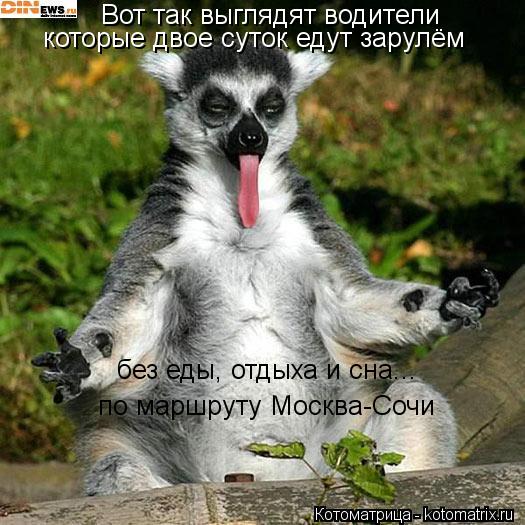 Котоматрица: Вот так выглядят водители которые двое суток едут зарулём без еды, отдыха и сна... по маршруту Москва-Сочи