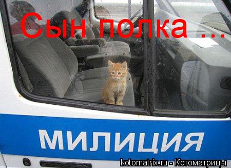 Котоматрица: Сын полка ...