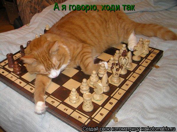 А я говорю, ходи так... Котоматрица: А я говорю, ходи так