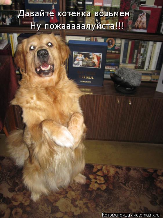 Котоматрица: Давайте котенка возьмем Ну пожааааалуйста!!!
