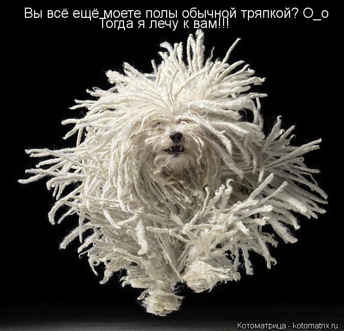 Котоматрица: Вы всё ещё моете полы обычной тряпкой? О_о Тогда я лечу к вам!!!