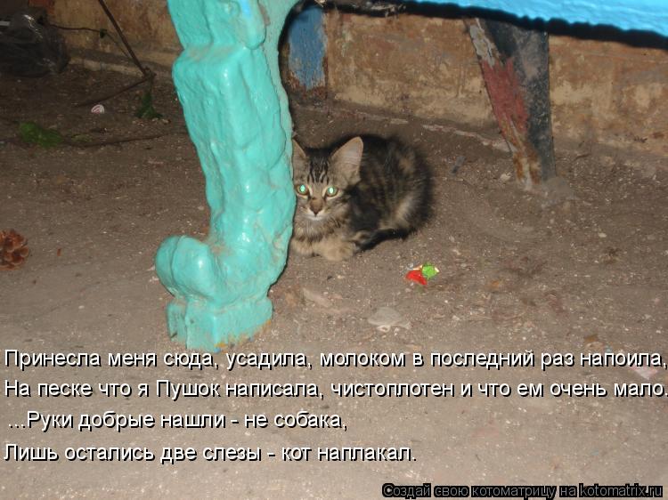 Принесла меня сюда, усадила, молоком в последний раз напоила, На песке что я Пушок написала, чистопло... Котоматрица: Принесла меня сюда, усадила, молоком в последний раз напоила, На песке что я Пушок написала, чистоплотен и что ем очень мало... ...Руки добрые н