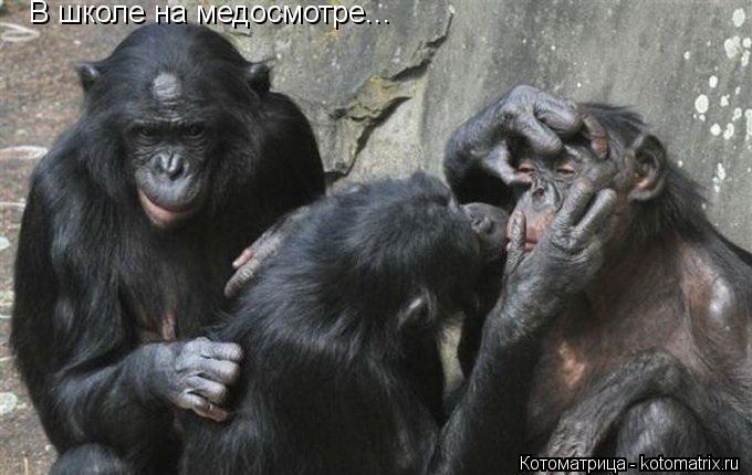 Котоматрица: В школе на медосмотре...