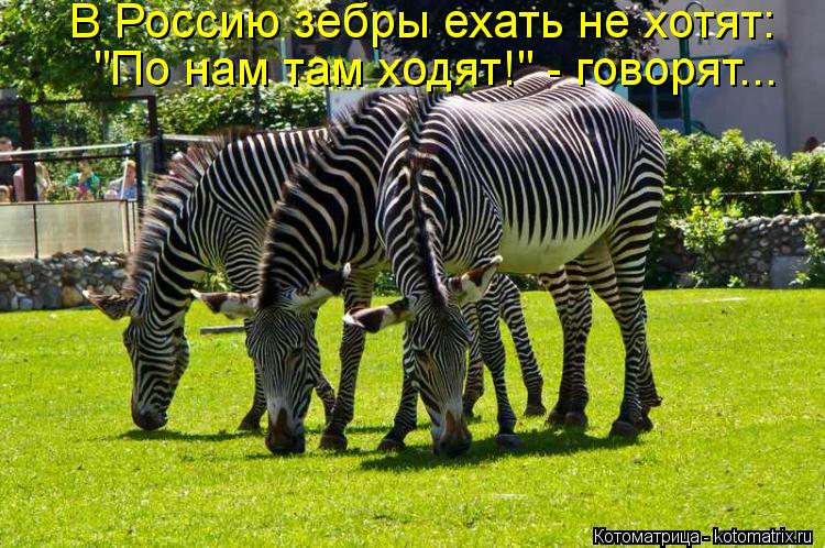Котоматрица: В Россию зебры ехать не хотят: "По нам там ходят!" - говорят...
