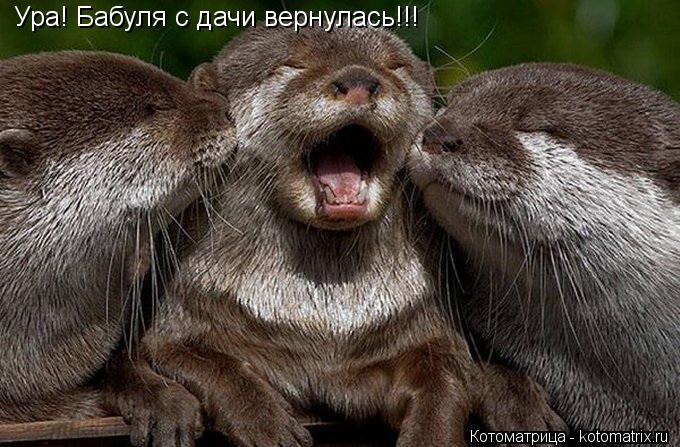 Котоматрица: Ура! Бабуля с дачи вернулась!!!