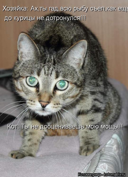Котоматрица: Хозяйка: Ах,ты гад,всю рыбу съел,как еще до курицы не дотронулся до курицы не дотронулся!!! Кот: Ты не дооцениваешь мою мощь!!!