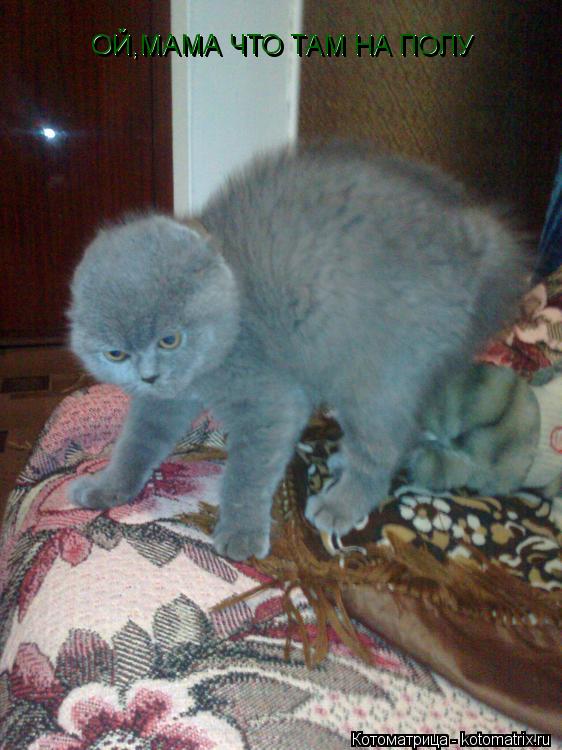 Котоматрица: ОЙ,МАМА ЧТО ТАМ НА ПОЛУ  ОЙ,МАМА ЧТО ТАМ НА ПОЛУ