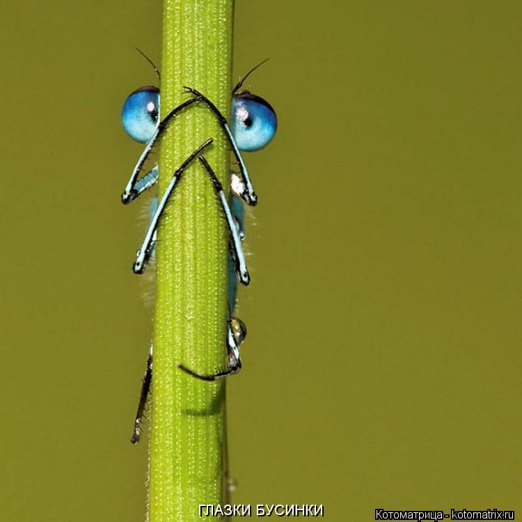 Котоматрица: ГЛАЗКИ БУСИНКИ