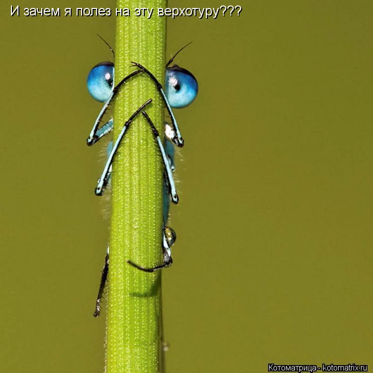 Котоматрица: И зачем я полез на эту верхотуру???