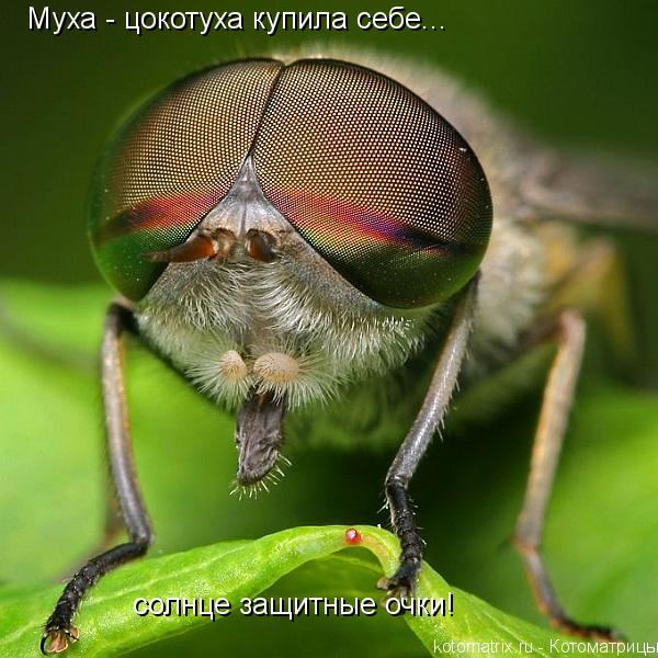 Котоматрица: солнце защитные очки! Муха - цокотуха купила себе...