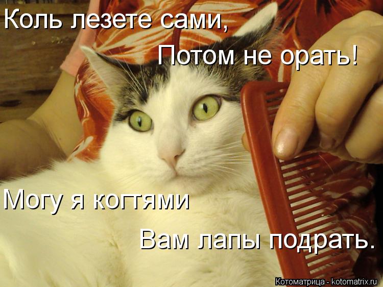 Котоматрица: Коль лезете сами,    Потом не орать!    Могу я когтями    Вам лапы подрать.