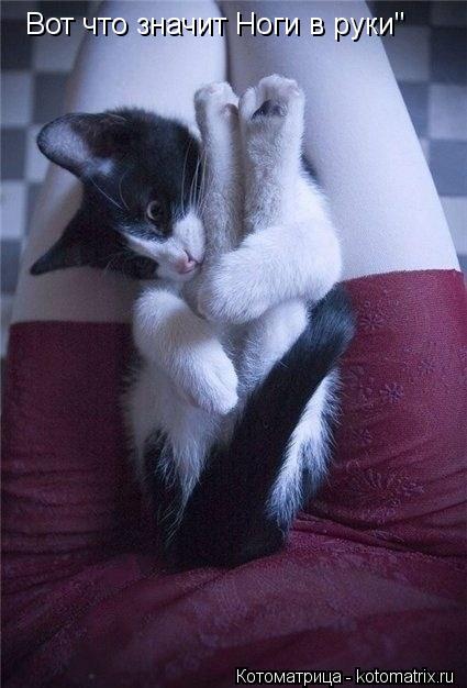 Котоматрица: Вот что значит Ноги в руки"