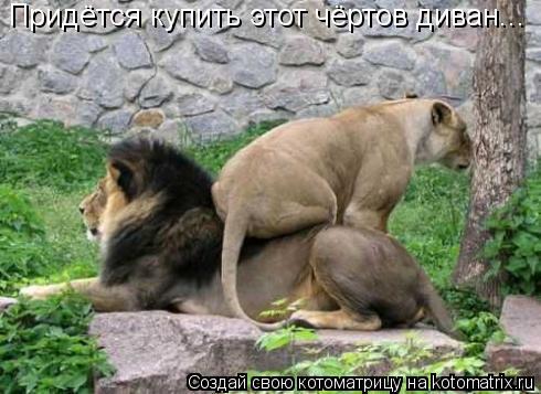 Придётся купить этот чёртов диван...... Котоматрица: Придётся купить этот чёртов диван...
