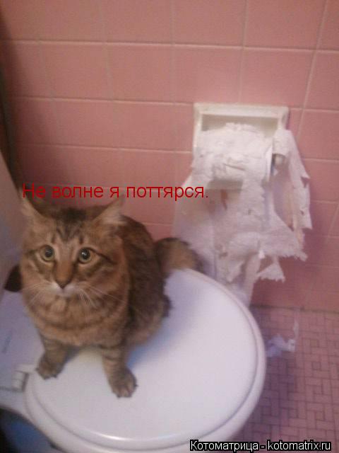 Котоматрица: Не волне я поттярся.