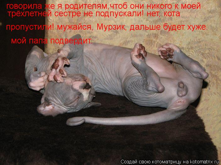 Котоматрица: говорила же я родителям,чтоб они никого к моей трёхлетней сестре не подпускали! нет, кота  пропустили! мужайся, Мурзик, дальше будет хуже.  мо