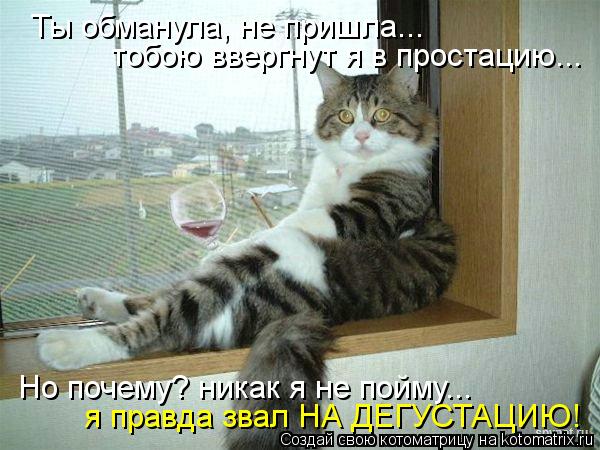 Ты обманула, не пришла... тобою ввергнут я в простацию... Но почему? никак я не пойму... я правда зва... Котоматрица: Ты обманула, не пришла... тобою ввергнут я в простацию... Но почему? никак я не пойму... я правда звал НА ДЕГУСТАЦИЮ!