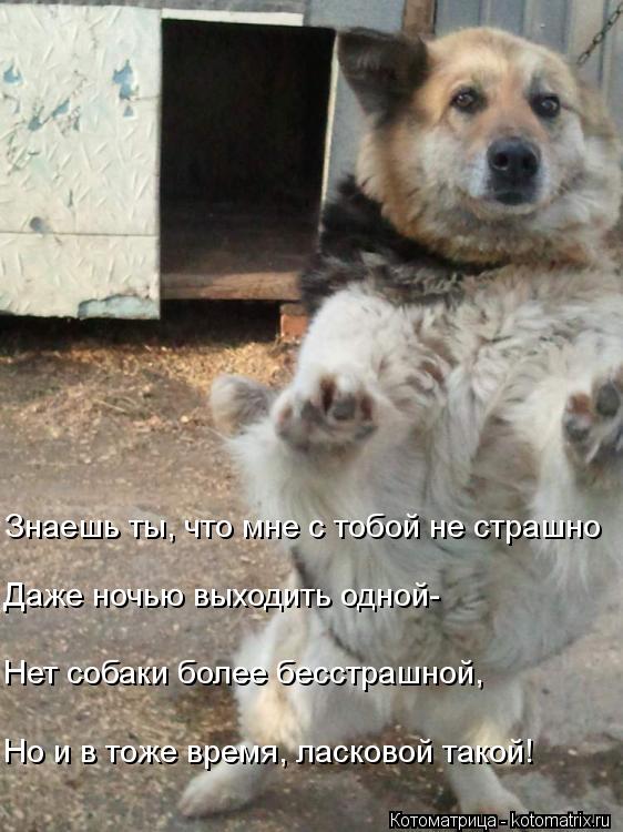 Котоматрица: Знаешь ты, что мне с тобой не страшно     Даже ночью выходить одной-     Нет собаки более бесстрашной,     Но и в тоже время, ласковой такой!