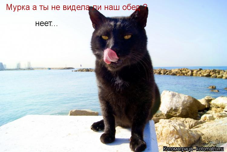 Мурка а ты не видела ли наш обед ? неет...... Котоматрица: Мурка а ты не видела ли наш обед ? неет...