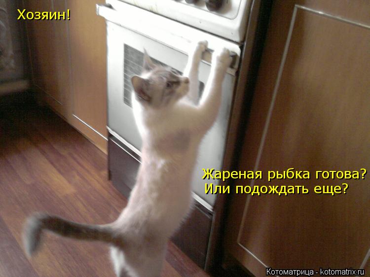 Котоматрица: Хозяин! Жареная рыбка готова? Или подождать еще?