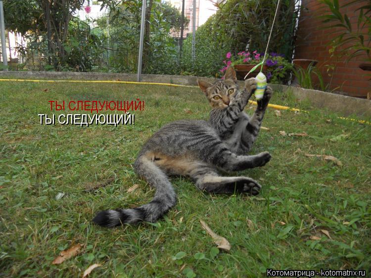 ТЫ СЛЕДУЮЩИЙ! ТЫ СЛЕДУЮЩИЙ!... Котоматрица: ТЫ СЛЕДУЮЩИЙ! ТЫ СЛЕДУЮЩИЙ!