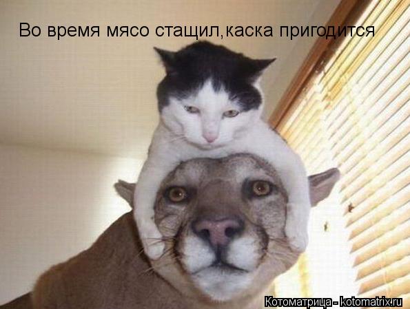 Котоматрица: Во время мясо стащил,каска пригодится Во время мясо стащил,каска пригодится