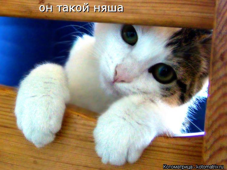 Котоматрица: он такой няша он такой няша