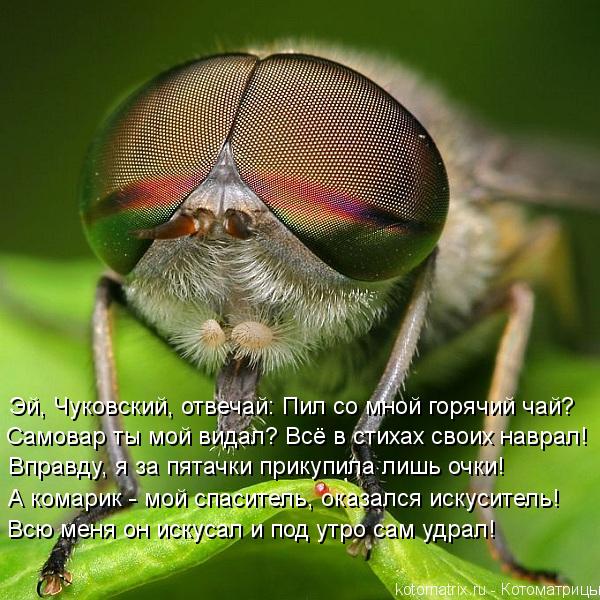 Эй, Чуковский, отвечай: Пил со мной горячий чай? Самовар ты мой видал? Всё в стихах своих наврал! ... Котоматрица: Эй, Чуковский, отвечай: Пил со мной горячий чай? Самовар ты мой видал? Всё в стихах своих наврал! Вправду, я за пятачки прикупила лишь очки!