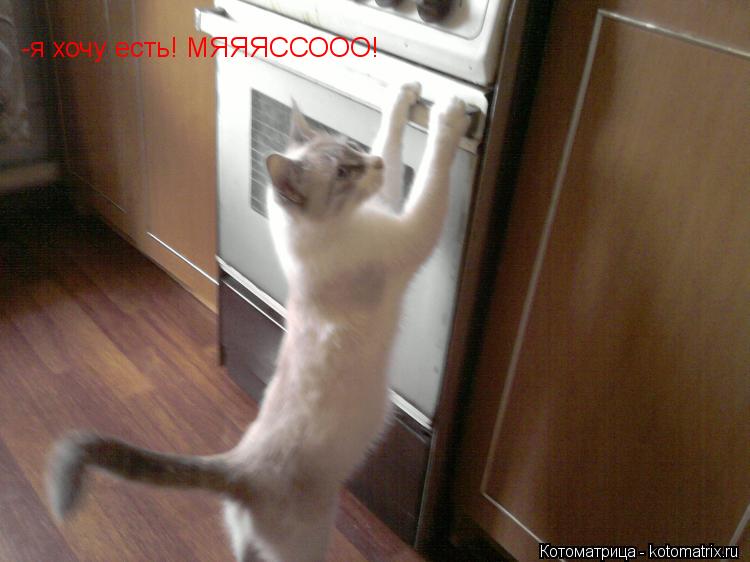 -я хочу есть! МЯЯЯССООО! -я хочу есть! МЯЯЯССООО!... Котоматрица: -я хочу есть! МЯЯЯССООО! -я хочу есть! МЯЯЯССООО!