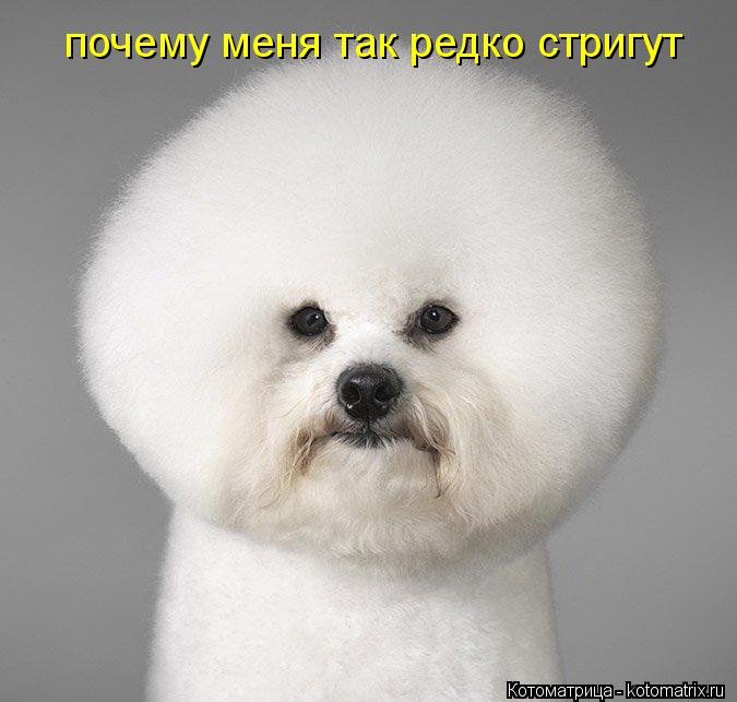 почему меня так редко стригут... Котоматрица: почему меня так редко стригут