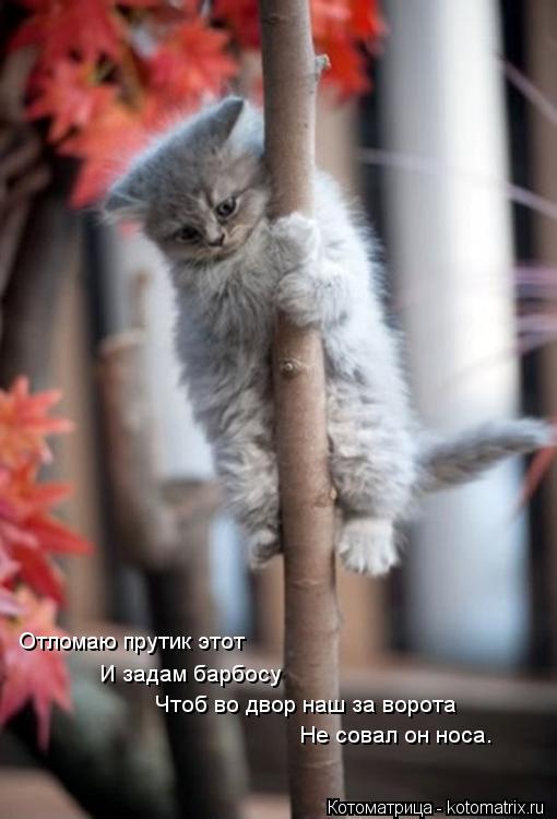 Котоматрица: Отломаю прутик этот И задам барбосу Чтоб во двор наш за ворота Не совал он носа.
