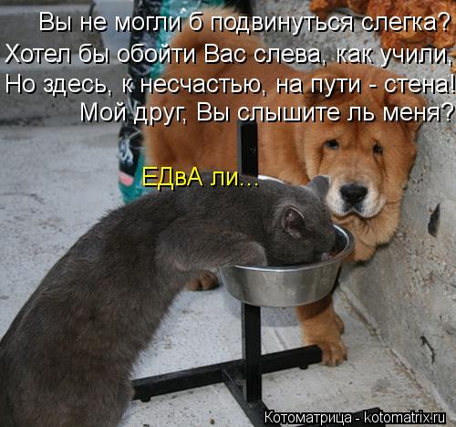 Котоматрица: Вы не могли б подвинуться слегка? Хотел бы обойти Вас слева, как учили, Но здесь, к несчастью, на пути - стена! Мой друг, Вы слышите ль меня?  ЕДв