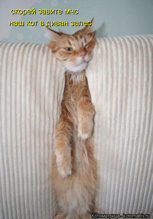 Котоматрица: скорей завите мчс  скорей завите мчс  наш кот в диван залес