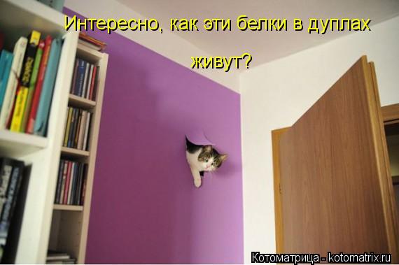 Интересно, как эти белки в дуплах живут?... Котоматрица: Интересно, как эти белки в дуплах живут?