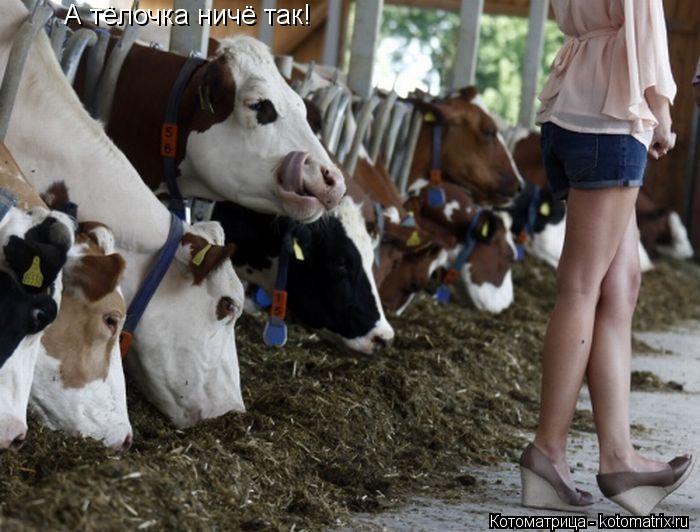Котоматрица: А тёлочка ничё так!
