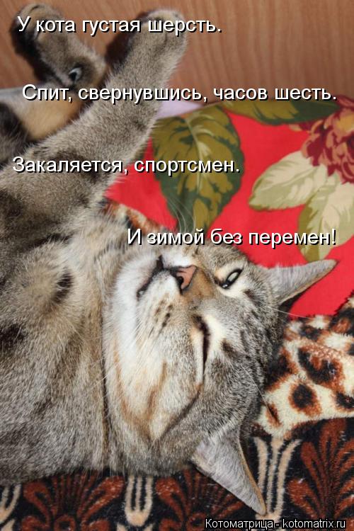 Котоматрица: У кота густая шерсть.    Спит, свернувшись, часов шесть.    Закаляется, спортсмен.    И зимой без перемен!