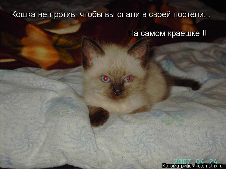 Котоматрица: Кошка не против, чтобы вы спали в своей постели... На самом краешке!!!