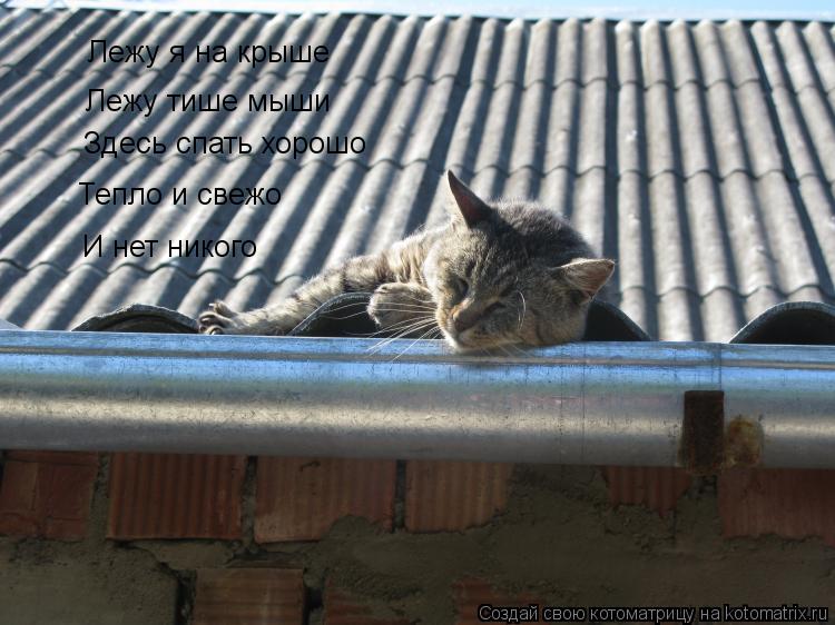 Котоматрица: И нет никого Тепло и свежо Здесь спать хорошо Лежу тише мыши Лежу я на крыше