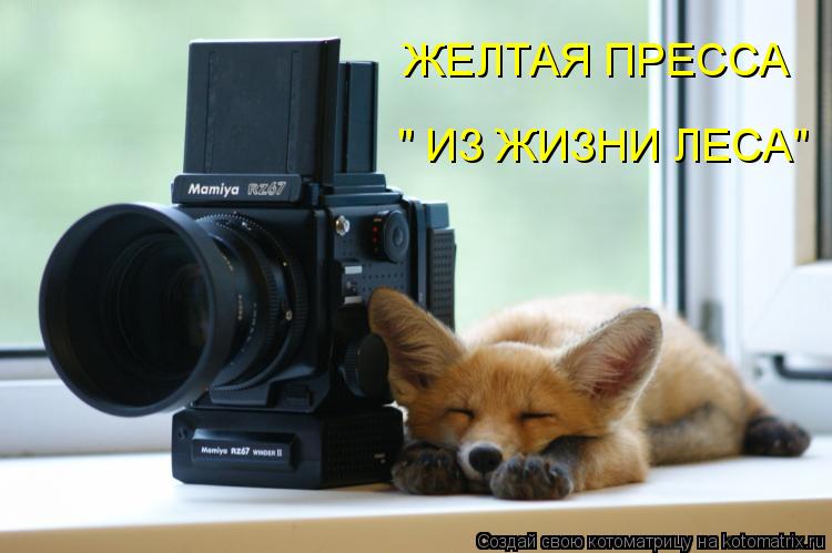Котоматрица: ЖЕЛТАЯ ПРЕССА " ИЗ ЖИЗНИ ЛЕСА"