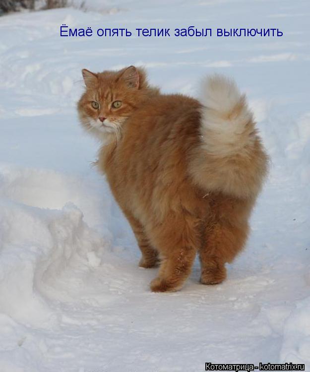 Ёмаё опять телик забыл выключить... Котоматрица: Ёмаё опять телик забыл выключить