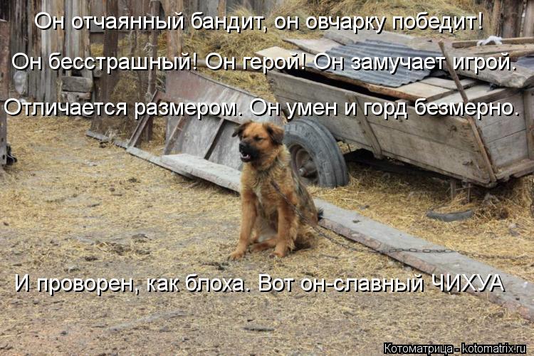 Котоматрица: Он отчаянный бандит, он овчарку победит!     Он бесстрашный! Он герой! Он замучает игрой.    Отличается размером. Он умен и горд безмерно.     И пр