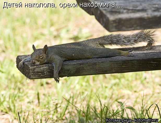 Котоматрица: Детей наколола, орехи накормила....