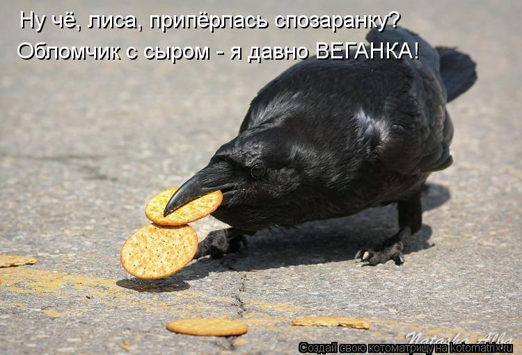 Котоматрица: Ну чё, лиса, припёрлась спозаранку? Обломчик с сыром - я давно ВЕГАНКА!