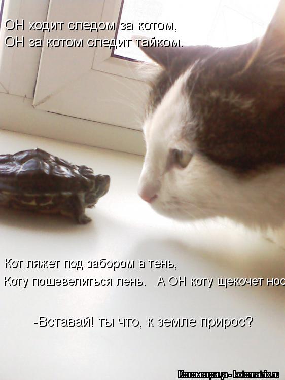 Котоматрица: ОН ходит следом за котом, ОН за котом следит тайком. Коту пошевелиться лень.   А ОН коту щекочет нос: Кот ляжет под забором в тень, -Вставай! ты 