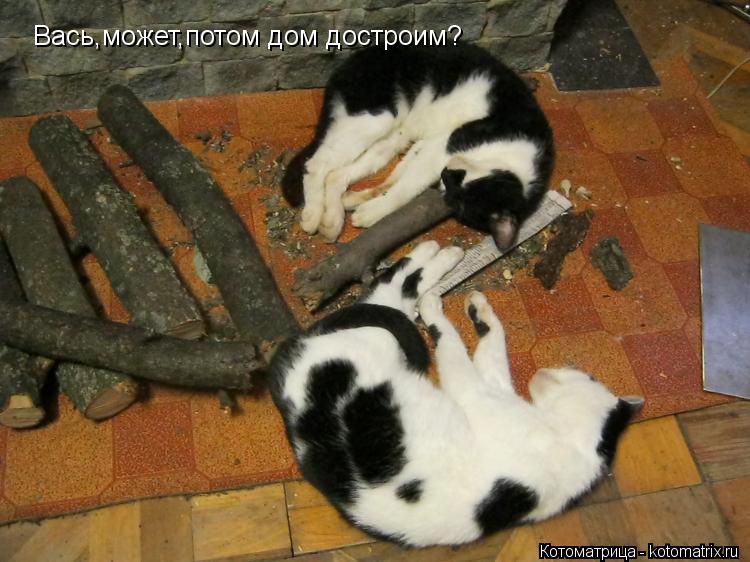 Котоматрица: Вась,может,потом дом достроим?
