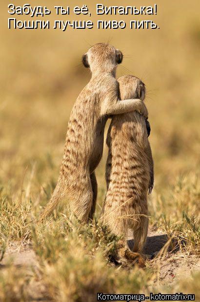Забудь ты её, Виталька! Пошли лучше пиво пить.... Котоматрица: Забудь ты её, Виталька! Пошли лучше пиво пить.