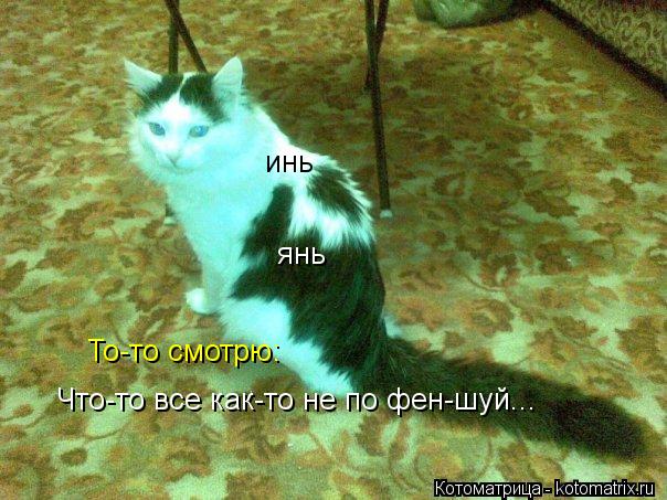 Котоматрица: Что-то все как-то не по фен-шуй... инь янь То-то смотрю: