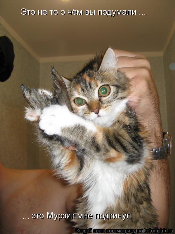 Котоматрица: Это не то о чём вы подумали ... ... это Мурзик мне подкинул