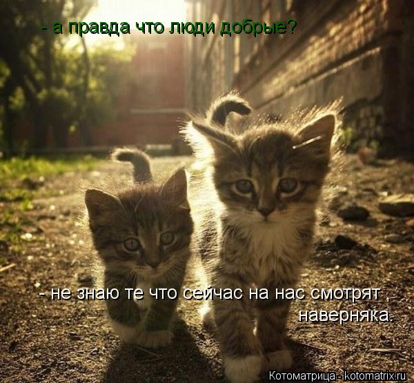- а правда что люди добрые? - не знаю те что сейчас на нас смотрят , наверняка.... Котоматрица: - а правда что люди добрые? - не знаю те что сейчас на нас смотрят , наверняка.
